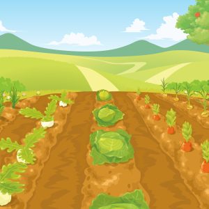 現地で収穫「べじっち通常プラン」