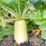 daikon